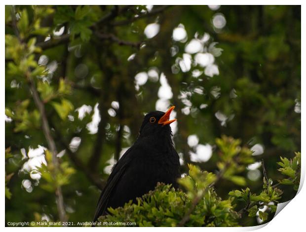 Morning has Broken, Blackbird has Spoken Print by Mark Ward