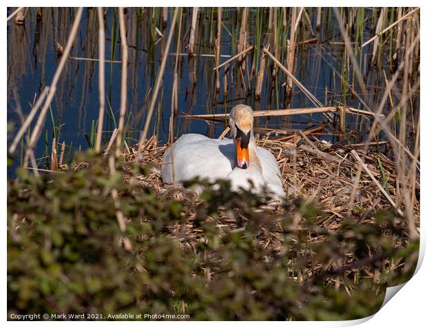 Swan on the Nest. Print by Mark Ward