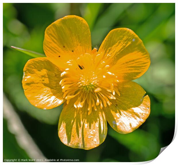 Buttercup in Spring. Print by Mark Ward