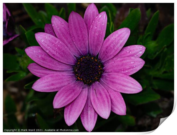 Osteospermum Flower Print by Mark Ward