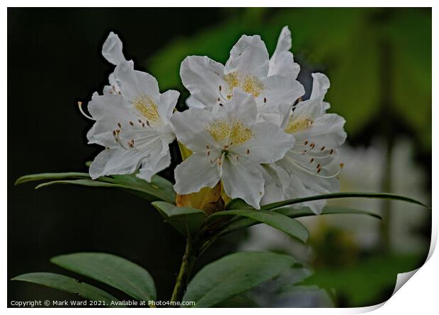 Rhododendron Flowers in May Print by Mark Ward