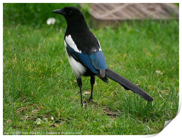 Magpie on Full Alert. Print by Mark Ward