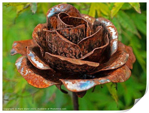Rusty Rose Print by Mark Ward