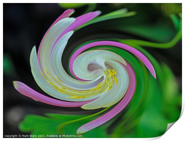 Aquilegia Swirl Print by Mark Ward