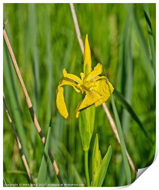 Flag Iris Print by Mark Ward