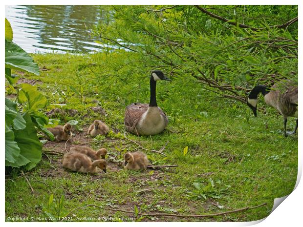 Canada Geese with Goslings Print by Mark Ward