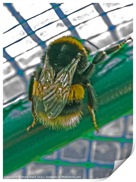 Bumblebee Feeling Trapped. Print by Mark Ward