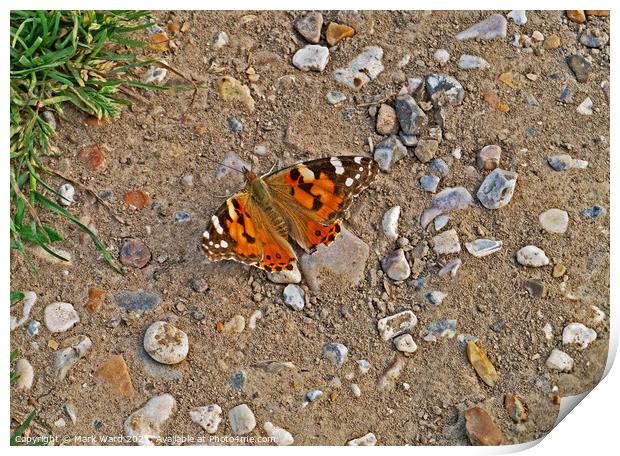 Painted Lady Butterfly. Print by Mark Ward