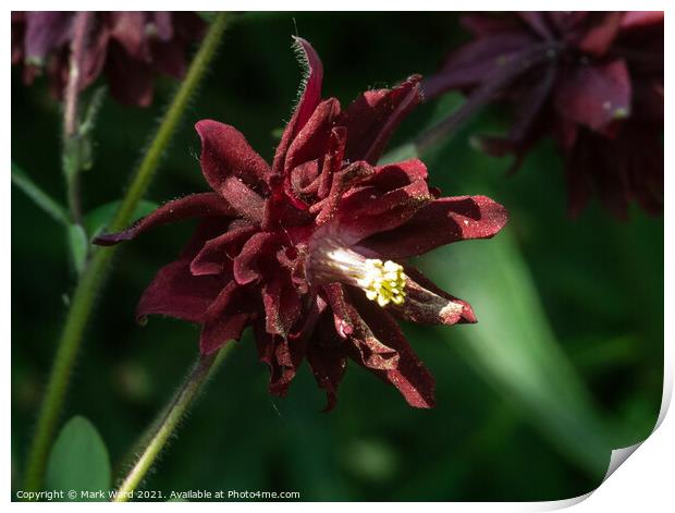 Tiny Aquilegia Print by Mark Ward