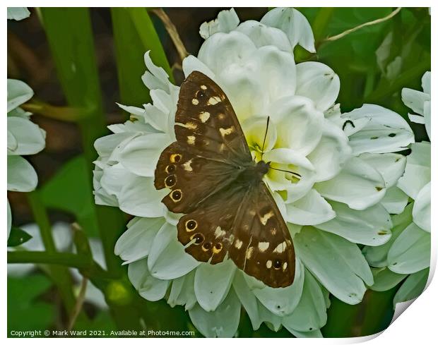 Speckled wood Butterfly. Print by Mark Ward