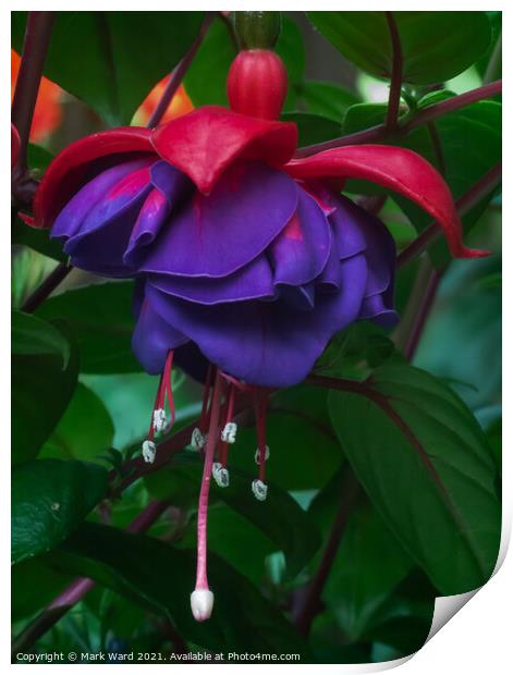 Forget the Past, this is the Fuchsia. Print by Mark Ward