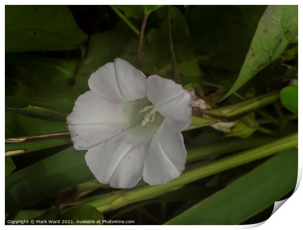 The Bindweed Flower. Print by Mark Ward