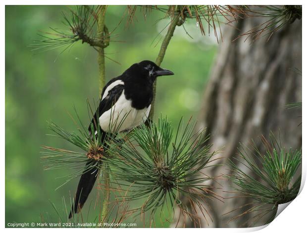 Magpie in a Pine Tree. Print by Mark Ward