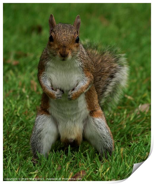 Give Me Your Nuts! Print by Mark Ward
