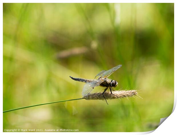 Dragonfly in the Country Print by Mark Ward