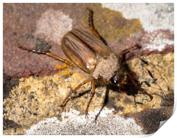 Maybug Beetle. Print by Mark Ward