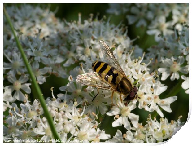 Hoverfly on Cow Parsley. Print by Mark Ward