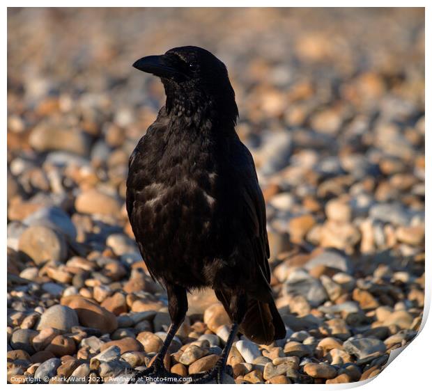 Carrion Crow Print by Mark Ward