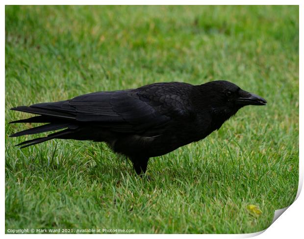 Carrion Crow. Wary but not scared. Print by Mark Ward