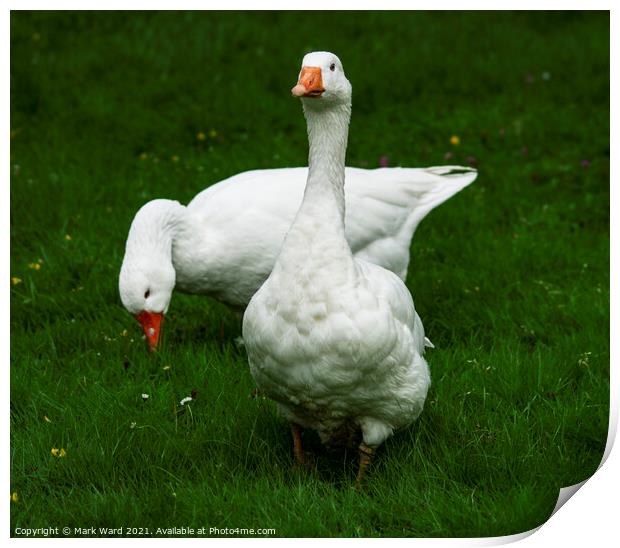 Two White Geese Print by Mark Ward