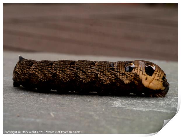 Elephant Hawk Moth Caterpillar on the move. Print by Mark Ward