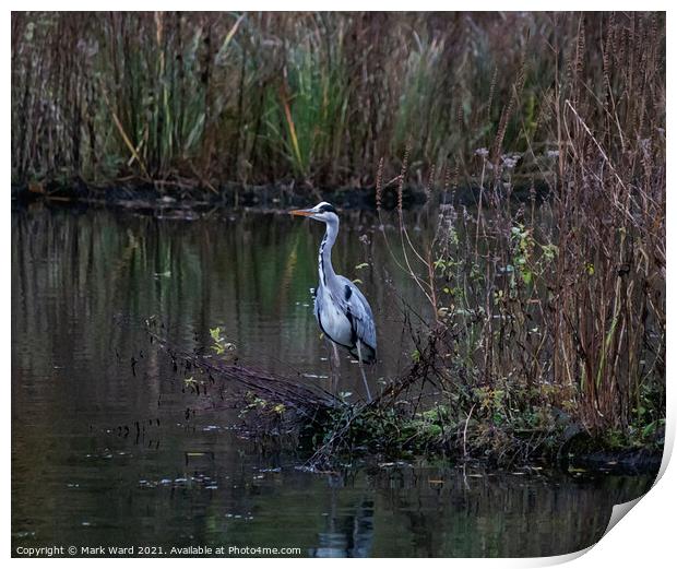 Heron on the Pond Print by Mark Ward