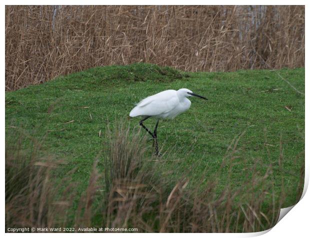 Little Egret in the Reeds. Print by Mark Ward