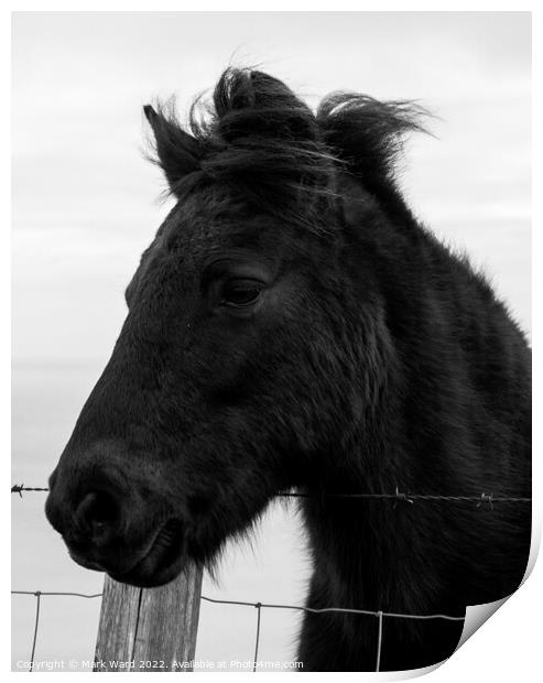Portrait of an Exmoor Pony. Print by Mark Ward