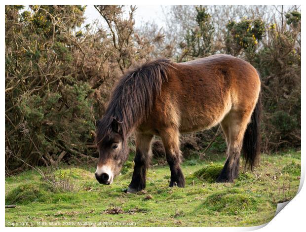 Wild Exmoor Pony Grazing. Print by Mark Ward