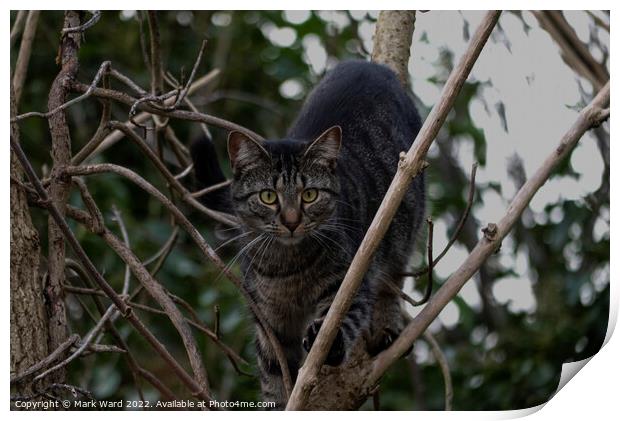 A cat sitting on a branch Preying. Print by Mark Ward