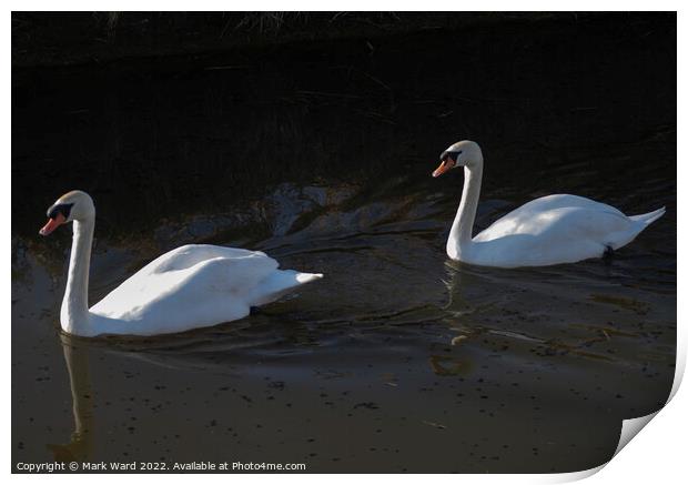Swans in Sunlight. Print by Mark Ward