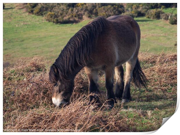 Pony in Sussex. Print by Mark Ward