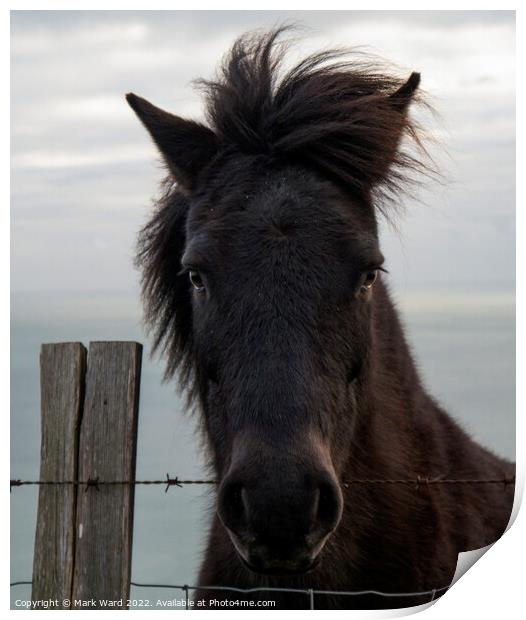 Portrait of a Pony with a Somerset Accent Print by Mark Ward