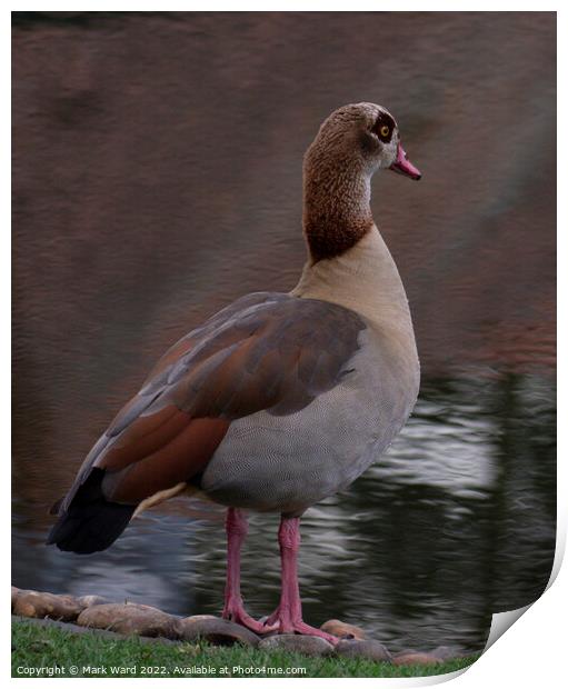 Egyptian Goose. Print by Mark Ward