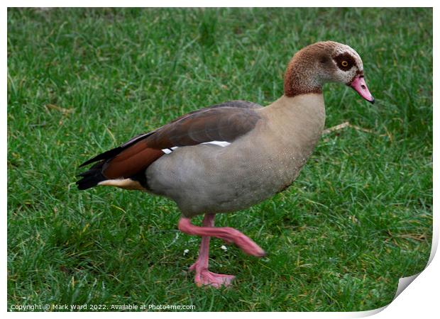 Egyptian Goose on the move. Print by Mark Ward