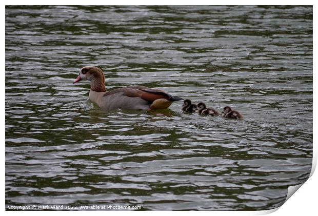 Egyptian Goose with March Chicks. Print by Mark Ward
