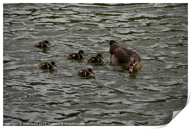 Egyptian Goose chicks in March. Print by Mark Ward