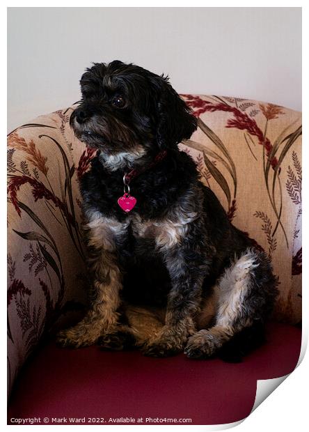 Terrier on a Chair. Print by Mark Ward