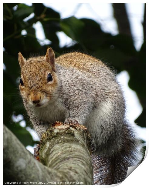 A squirrel on a branch. Print by Mark Ward