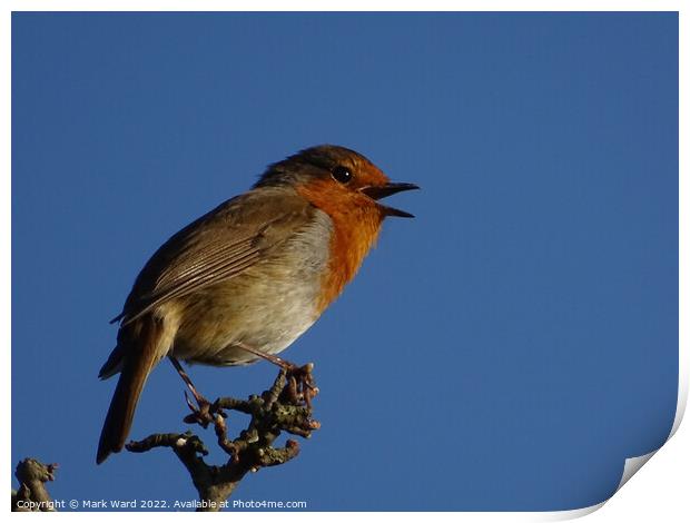 Robin in Song. Print by Mark Ward