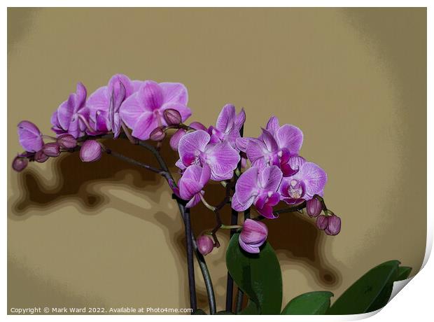 Pink Orchid Print by Mark Ward