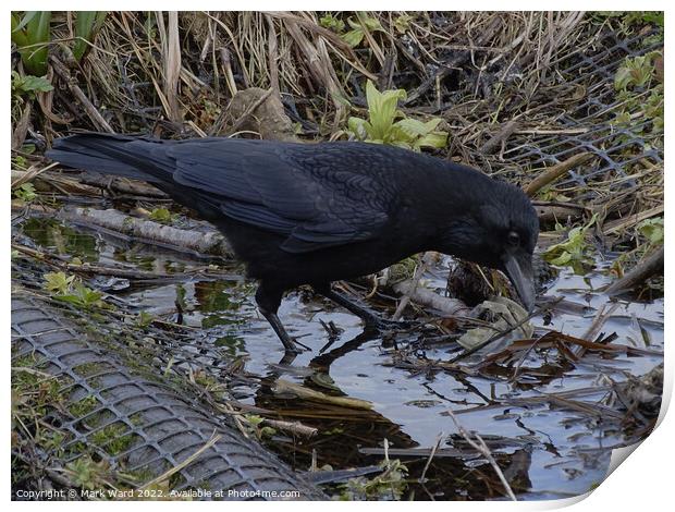 Crow in the water. Print by Mark Ward