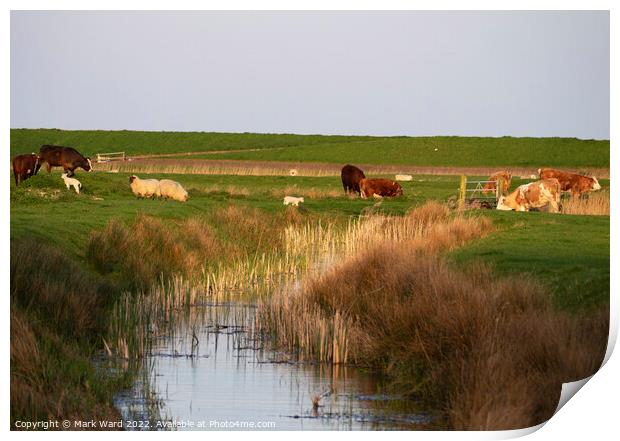 Spring Life on the Level Print by Mark Ward