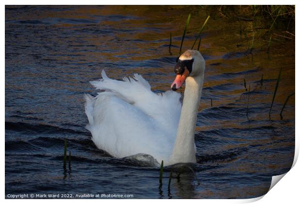 Sunset Swan Print by Mark Ward