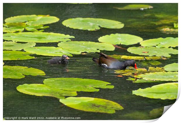 Moorhen and chick on Lilypads. Print by Mark Ward