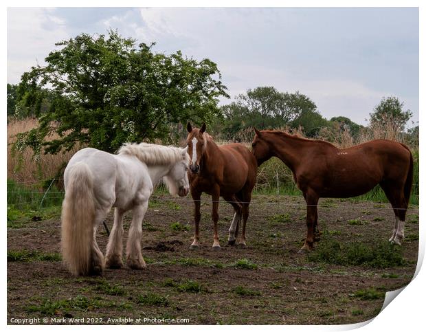 Equine Conversation. Print by Mark Ward