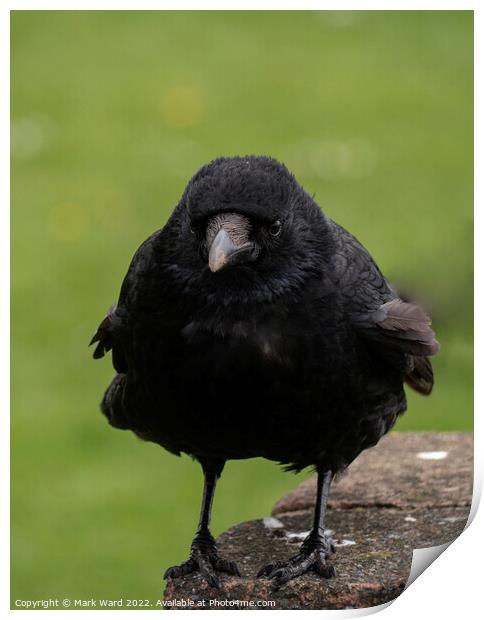 The Carrion Crow. Print by Mark Ward