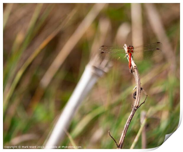 Red Dragonfly Print by Mark Ward