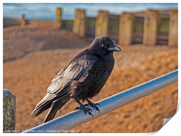 Crow on the Seashore Print by Mark Ward