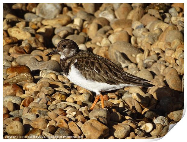 Turnstone on the Stones Print by Mark Ward